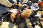 Шторм выбросил на берег моря на Херсонщине норвежских омаров