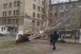 В Николаеве сняли на видео, как ветер вывернул с корнем огромный тополь