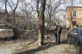 В центре Одессы на девушку упало дерево: пострадавшая погибла 