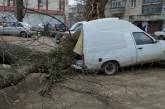 В Николаеве стихия повалила 454 дерева: больше всего в Корабельном районе