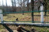 На территории николаевского интерната для «сердечников» поселилась стая бродячих собак