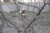 В Николаеве в начале весны зацвел абрикос