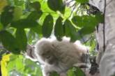 В Индонезии обнаружили единственного в мире орангутанга-альбиноса