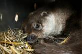 Сохранение вида: Николаевский зоопарк передал двух выдр в Швейцарию