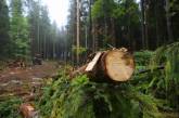 В Украине объемы незаконной вырубки леса возросли в семь раз — Гослесагентство
