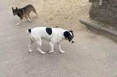 В Николаеве во дворе «приютили» бездомных собак, которые бросаются на людей
