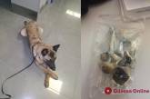 В одесском аэропорту служебная собака Фифа нашла галлюциногенные грибы
