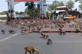 Стаи голодных обезьян дерутся за еду на опустевших без туристов улицах городов Таиланда. Видео