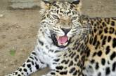 Николаевский зоопарк составил рейтинг «ТОП-10 самых популярных животных»