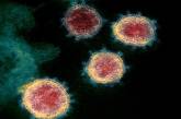 Ученые считают, что коронавирус нового типа на самом деле очень старый