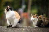 В Ухане выявили коронавирус у 15% кошек