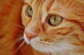 Названы симптомы коронавируса у кошек и собак