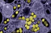 Ученые показали на фото, как коронавирус атакует клетки в организме