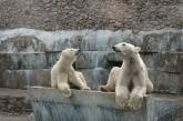В Николаевском зоопарке показали видео любовных утех белых медведей