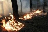 На Николаевщине неизвестные подожгли лес