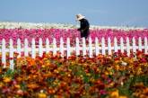 На Буковине мужчина в карантин за плату пускал желающих погулять в своем цветочном поле