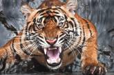 В Индии тигры за несколько дней убили пять человек