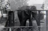 Каким николаевский зоопарк был в 1961 году: архивное видео появилось в сети