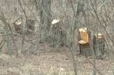 На Николаевщине за уничтожение акаций лесоруба оштрафовали на 110 тыс гривен