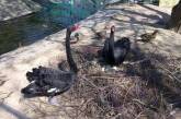 В Николаевском зоопарке у пары черных лебедей вылупился первый птенец. Видео