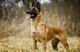 Во Франции выясняют, могут ли служебные собаки по запаху находить больных COVID-19