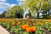 В парках и скверах Николаева начали высаживать цветы