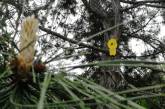 В Николаеве на деревьях появились «желтые человечки»