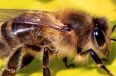 В Тернопольской области умер мужчина, которого покусал рой пчел