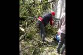 В центре Харькова упавшее дерево придавило двух мужчин и автомобиль