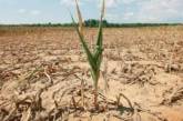 Фермеры Одесской области сообщили о потере 90% урожая из-за засухи