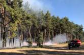 На Николаевщине из-за поджогов выгорело более 2000 кв.м. леса
