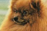 За убийство собаки посадили на 5 лет жителя Винницы