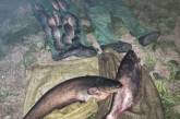Николаевский рыбпатруль поймал браконьеров, вылавливающих рыбу сетками: улов конфискован. Видео