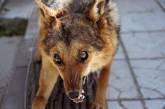 Бешенство на Николаевщине: семью искусала собака, на которую напала бешеная лисица