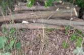 На Николаевщине «лесорубы» незаконно срубили 20 деревьев