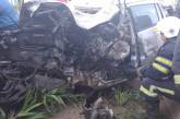 На Николаевщине «Форд» снес дерево, забор и врезался в электроопору: водитель погиб