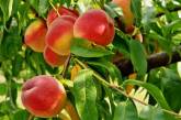 Украина в этом году останется без персиков и абрикос, зато с хорошим урожаем яблок