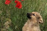 В Николаеве центр защиты животных ищет хозяев симпатичным щенкам