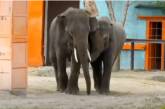 Юннат показал на видео наблюдения за слонами, живущими в зоопарке Николаева