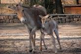 В николаевском зоопарке пополнение: ослы, ламы и куланы обзавелись потомством