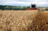 Украина уже исчерпала квоту 2020 года на экспорт пшеницы