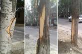В Николаеве при реконструкции перекрестка подрядчик повредил 19 деревьев - ущерб более 21 тыс грн