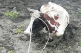 На Николаевщине спасатели вытащили корову из болота
