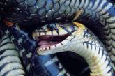 Мужчина завел 25 змей и умер от укуса одной из них