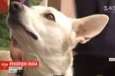 В Украине определили собаку с рекордно длинными ушами (ВИДЕО)