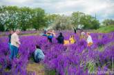 Нашествие людей на фиолетовое поле под Одессой: рвали и вытаптывали цветы. ФОТО