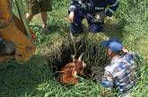На Николаевщине спасатели достали корову, упавшую в яму