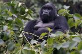 Убийство редкой гориллы посчитали заслуживающим пожизненного срока преступлением