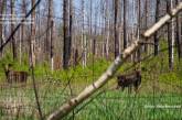 В Чернобыльский заповедник после пожара вернулись животные