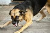 В Николаевской области за месяц выявили три случая бешенства — у собак и кота